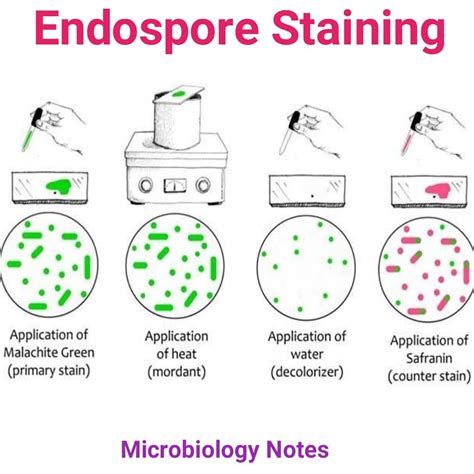 spore testing procedure